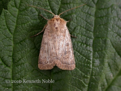 uncertain (Hoplodrina alsines) Kenneth Noble